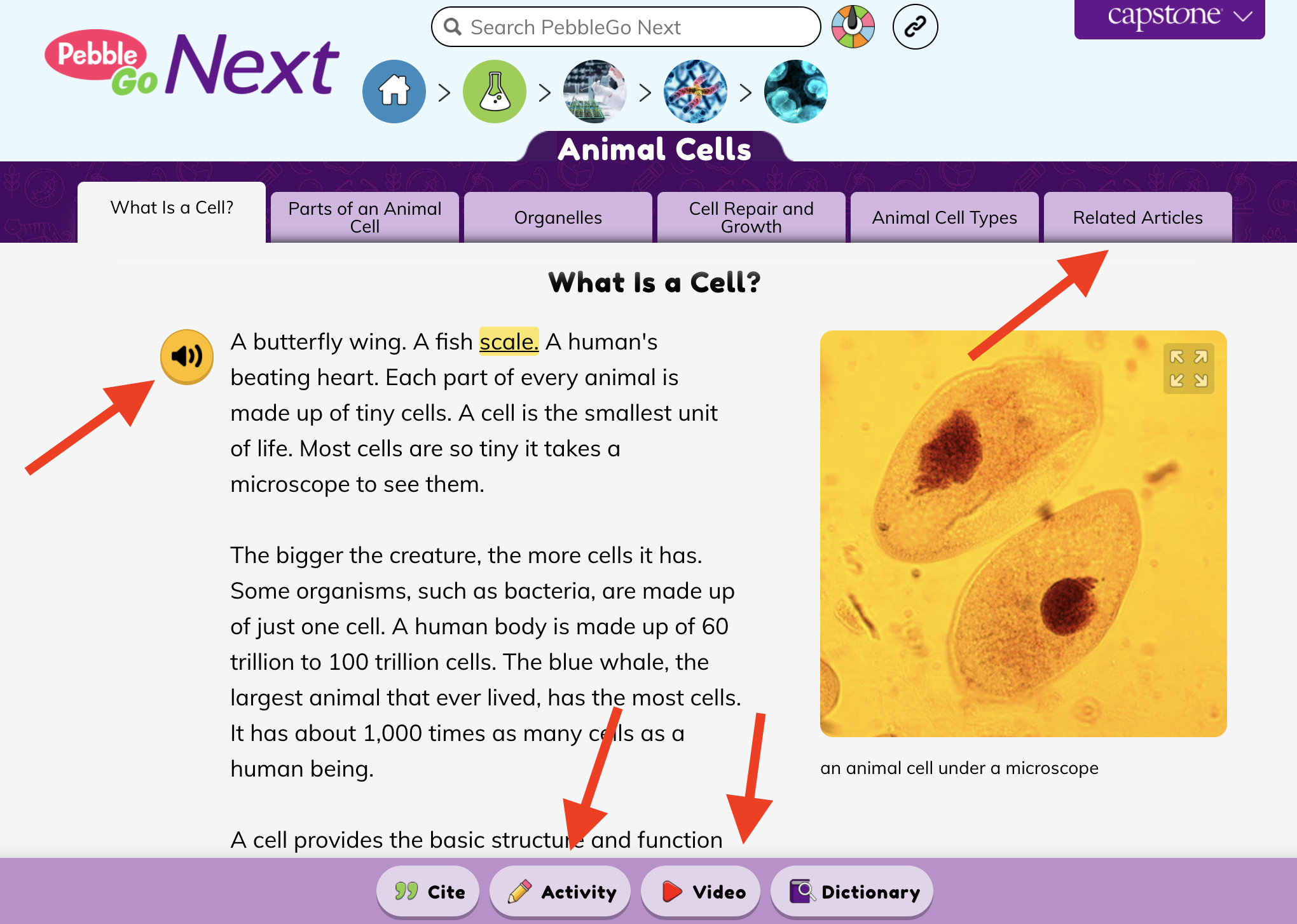 Find read aloud features, games, videos, and activities.
